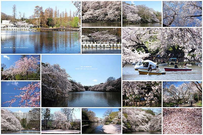 東京井之頭公園櫻花